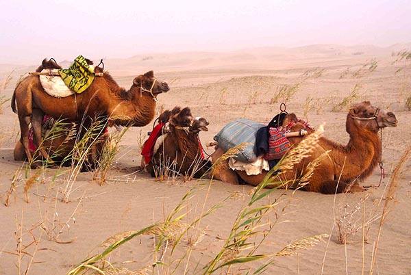 Taklamakan Desert crossings, camel caravans and oasis towns
